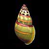 (Amphidromus floresianus)