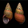 (Amphidromus cf everetti)