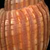 (axial ribs)