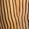 (axial stripes)