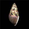 (Amphidromus xiengensis)