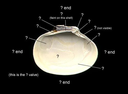 (bivalve quiz)