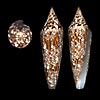 (Conus bengalensis - my very own - wow!)