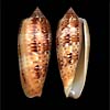 (Conus dusaveli)