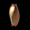 (Cymbium glans)