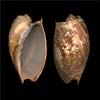 (Cumbium marmoratum)