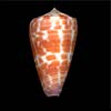(Conus tessellatus)