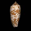 (Conus textile)
