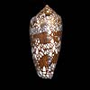 (Conus textile)