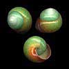 (Elaphroconcha cochlostyloides)