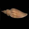 (Fulgoraria concinna)