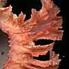 (fronds)