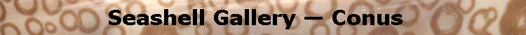 (Seashell Gallery - Volutidae)