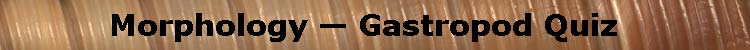 (Morphology — Gastropod Shell Morphology Quiz)