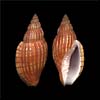 (Lyria delessertiana)