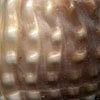 (nodules)
