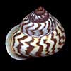 (Papuina admiralitatis)