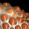 (pustules)