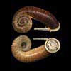 (Rhiostoma smithi)
