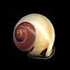 (Rhynchotrochus wiegmanni)