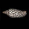 (Scaphella junonia)