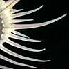 (spines)