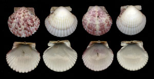 (Unidentified Scallop 01)