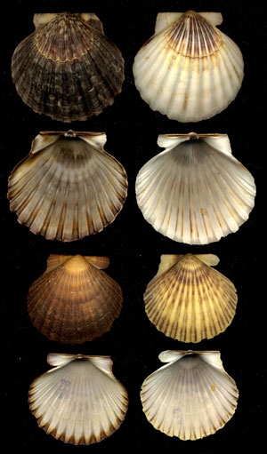 (Unidentified Scallop 02)