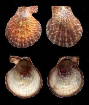 (Unidentified Scallop 03)