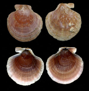 (Unidentified Scallop 04)