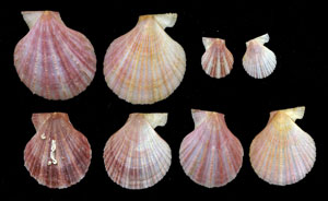 (Unidentified Scallop 05)
