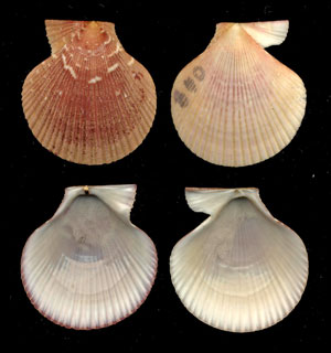 (Unidentified Scallop 06)