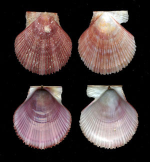 (Unidentified Scallop 07)
