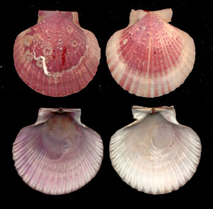 (Unidentified Scallop 08)