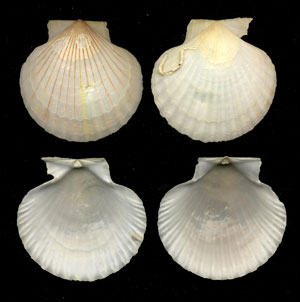(Unidentified Scallop 09)