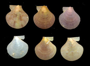 (Unidentified Scallop 10)