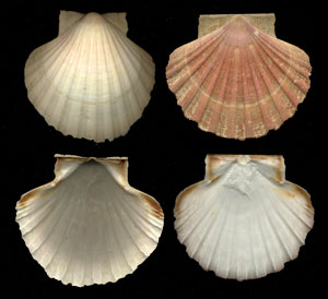 (Unidentified Scallop 12)