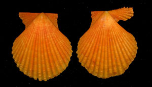 (Unidentified Scallop 13)