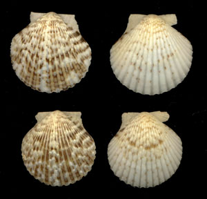 (Unidentified Scallop 14)