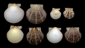 (Unidentified Scallop 15)