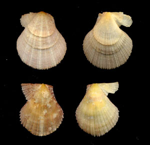 (Unidentified Scallop 16)