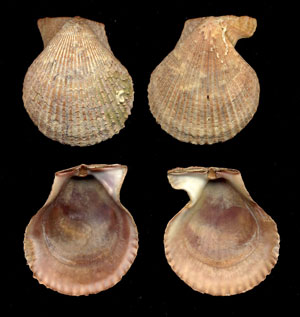 (Unidentified Scallop 17)