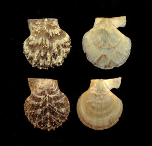 (Unidentified Scallop 18)
