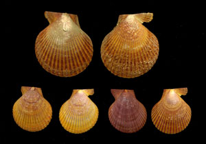 (Unidentified Scallop 19)