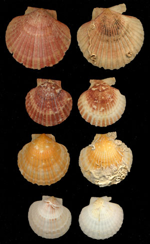 (Unidentified Scallop 20)
