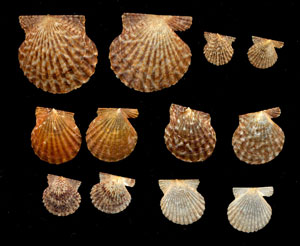 (Unidentified Scallop 22)
