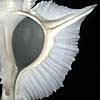 (wings)